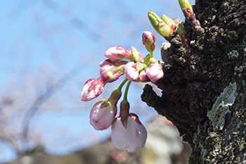 桜が咲きました