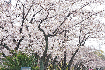 桜が満開を迎えました