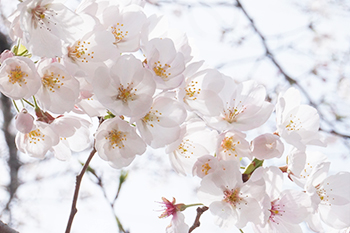 桜が満開を迎えました