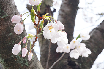 桜が満開を迎えました