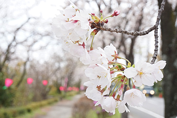 桜が満開を迎えました