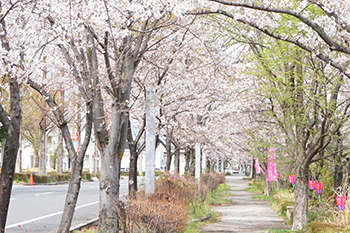 桜が満開を迎えました