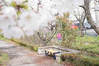 桜が満開を迎えました