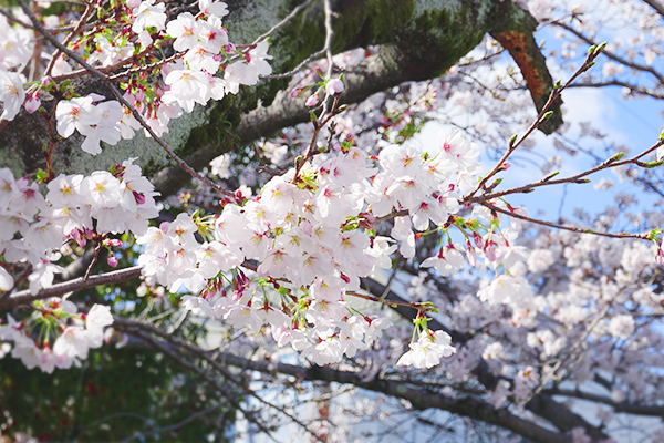 桜