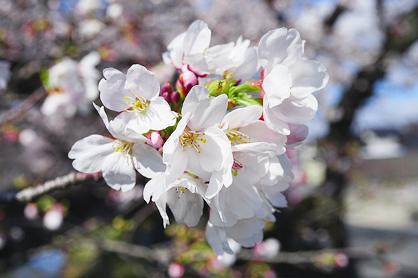 桜