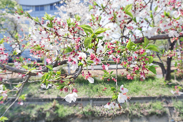 桜